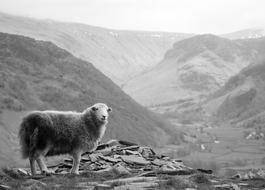 sheep in mountain landscape in black and white background