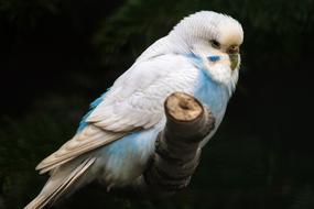 Beautiful, colorful and cute budgie bird on the branch, at black background