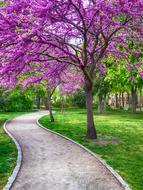path in the park along the colorful trees