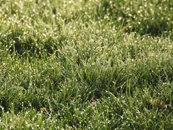 grass in the morning
