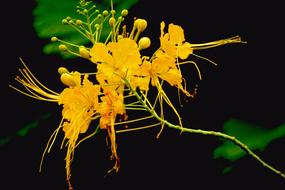 orange plant in India, jawaharcircle Garden