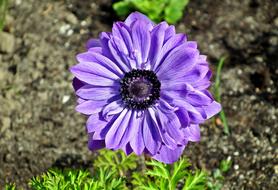 splendid Anemone Blue