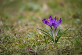 Crocus Nature
