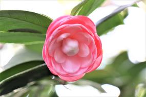 gorgeous pink Camellia flower