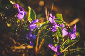 Beautiful, blooming, violet flowers with green leaves in light