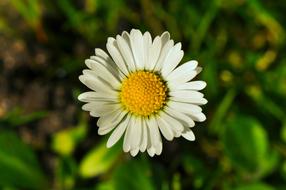 common daisy in spring