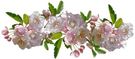 painted flowering branch of apple tree