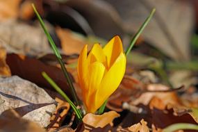 Crocus Flower Yellow in dry leaves close-up on a blurred background