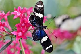 splendid Butterfly Tropical