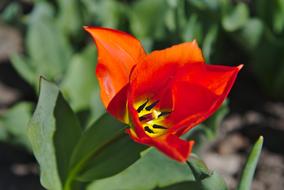 attractive Tulip Spring