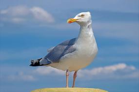 enchanting Gull Sea