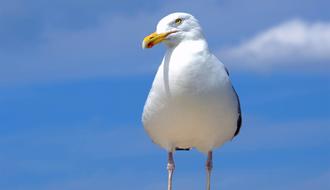 Beautiful and cute, white and black gull with yellow beak, at background with blue sky with white clouds