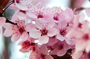 incredible Spring Flowers Pink