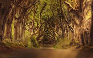 spooky trees over forest road, uk, Northern Ireland
