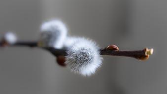 Close-up of the beautiful, white, furry willow catkins on the branch, at blurred background