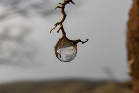 large drop of water on a branch close-up on a blurred background