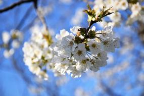 splendid White Flowers Branches