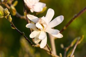 flowering season of magnolia