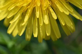 yellow dandelion petals close-up