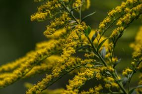 yellow Flowers Branch