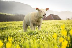 white sheep on a spring meadow on a sunny day