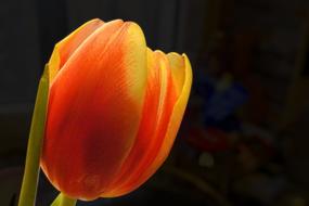 gorgeous orange Tulip Blossom
