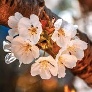 flowers on a branch close-up on a blurred background