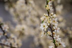 splendid Cherry Blossom
