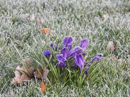 frozen grass and purple crocuses