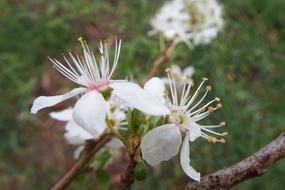 amazing plum blossoms in spring
