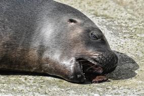 Sea Lion relax