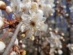 attractive Spring Bee Blossom