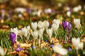 white and purple crocuses