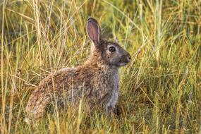 unusually beautiful Rabbit Nature