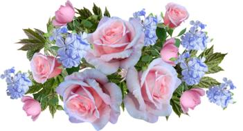 Roses Plumbago