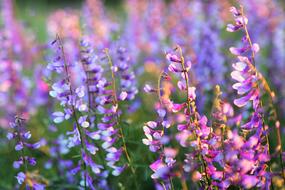 Flower Clovers at Nature