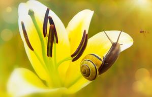 snail on lily Flower
