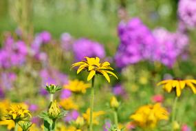 Colorful Meadow Wild flowers