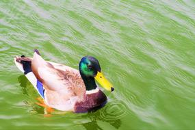 duck in green water