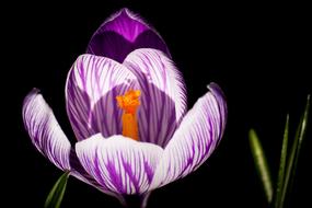 Crocus Spring Early