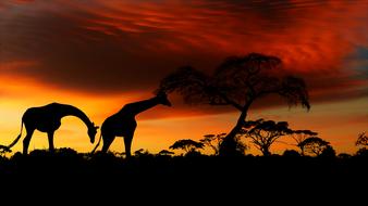 silhouettes of giraffes in orange twilight in the nature of africa