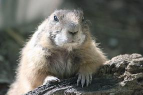 Whiz Rodent close-up on a blurred background