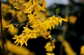 Forsythia Yellow close-up on blurred background
