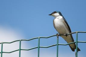 swallow on a wire fence on a sunny day