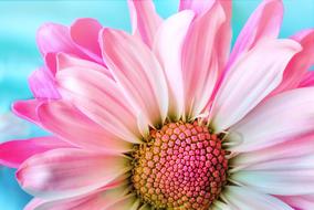 pink Flower at blue background, detail