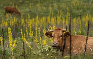 magnificent Cow in the pasture among yellow flowers