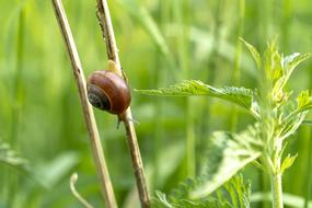 small Snail Meadow