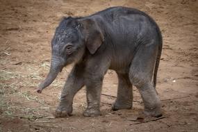 little elephant on bent legs