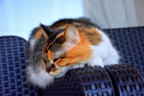 Furry tricolor Cat rests on armchair