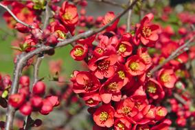 bright red flowers on a tree